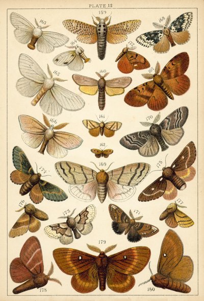 Tafel aus Unseres Landes Schmetterlinge und Motten (Chromolithografie) von English School