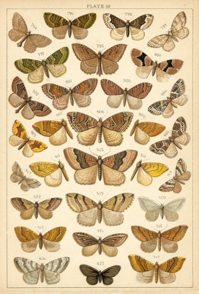 Tafel aus Unseres Landes Schmetterlinge und Motten (Chromolithografie) von English School