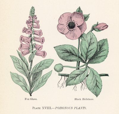 Giftige Pflanzen (Farblithografie) von English School