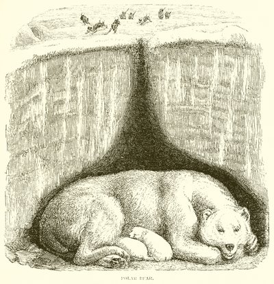 Eisbär von English School