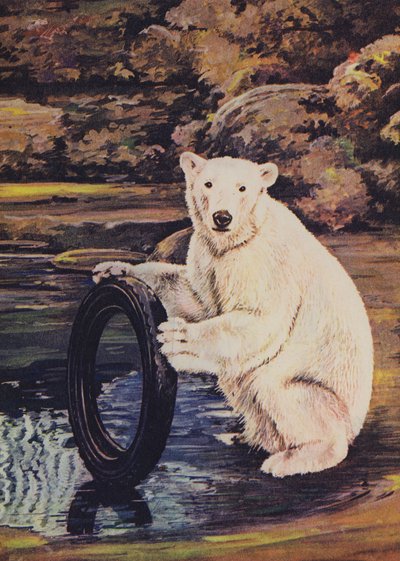 Eisbär spielt mit einem Reifen im Zoo von English School