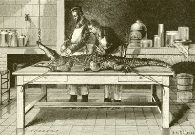 Kraft der Krokodilschnautze von English School