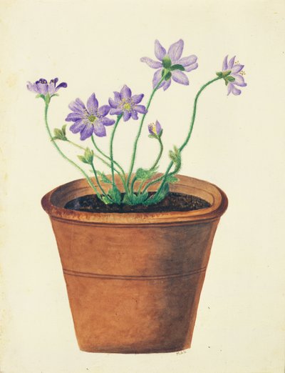 Lila Blumen in einem Terrakottatopf, ca. 1825 von English School