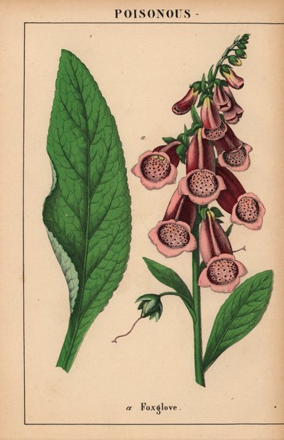 Roter Fingerhut, aus "The Instructive Picturebook, or Lessons from the Vegetable World," [Charlotte Mary Yonge], Edinburgh von English School