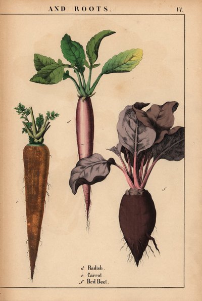 Radieschen, Karotte und rote Rübe, aus 