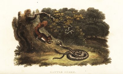 Klapperschlange bezaubert ein Eichhörnchen vom Baum herunter von English School