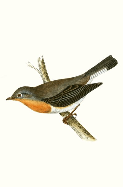 Rotbrust-Fliegenschnäpper, Illustration aus 