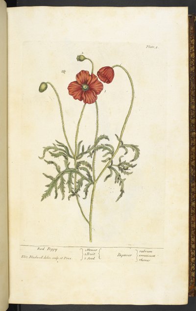 Roter Mohn, Tafel 2 aus 