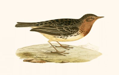 Rotkehlpieper, Illustration aus 