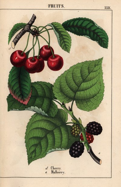 Rote Kirschen und Maulbeerfrucht, aus 