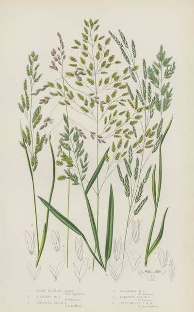 Schilf-Wiesen-Gras, Schwimmendes Wiesen-Gras, Kriechendes See-Wiesen-Gras, Reflex-Wiesen-Gras (Farblithografie) von English School