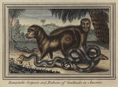 Bemerkenswerte Schlangen und Paviane von Gautimala in Amerika von English School