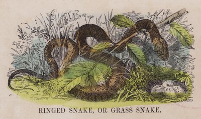 Ringelnatter oder Grasnatter (farbige Gravur) von English School