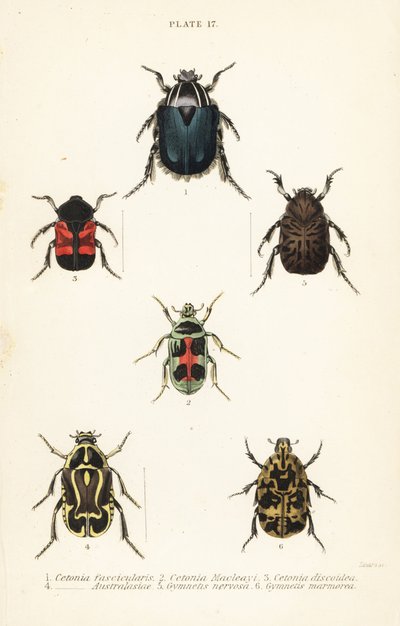 Rosenkäfer: Cetonia fascicularis 1, Heterorhina macleayi 2, Gametoides subfasciata 3, Geigenkäfer, Eupoecila australasiae 4, Gymnetis hieroglyphica 5 und Gymnetis marmorea 6 von English School