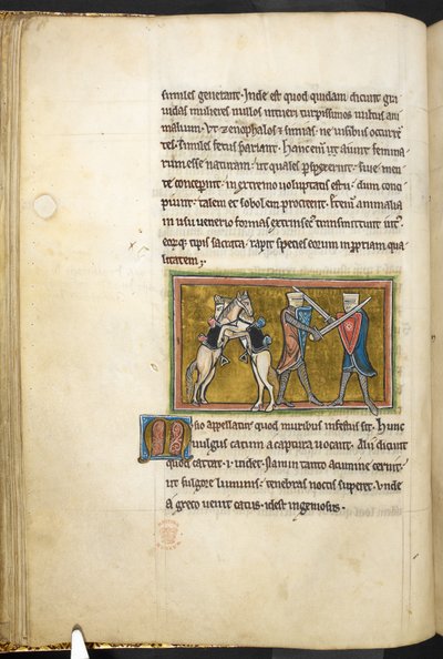 Zwei Ritter kämpfen zu Fuß mit Schwertern, während ihre Pferde auf den Hinterbeinen kämpfen, aus Bestiarium (ff. 3-141), Lapidarium (ff. 141v-149), 2. Viertel des 13. Jahrhunderts von English School