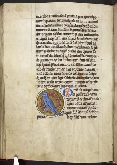 Wiedehopf, aus Bestiarium von English School