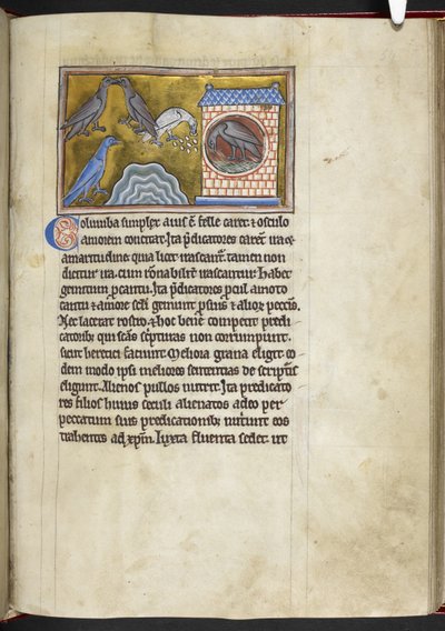 Tauben, aus Bestiarium von English School