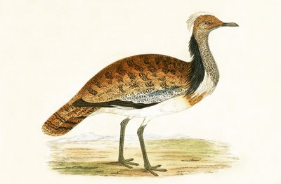 Raufußbussard, Illustration aus 