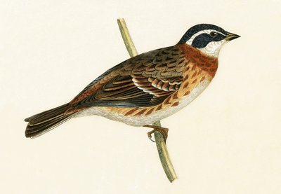 Rustikammerammer, Illustration aus 