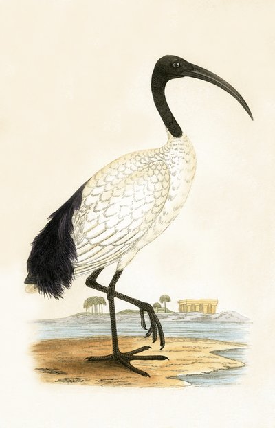 Heiliger Ibis, Illustration aus 