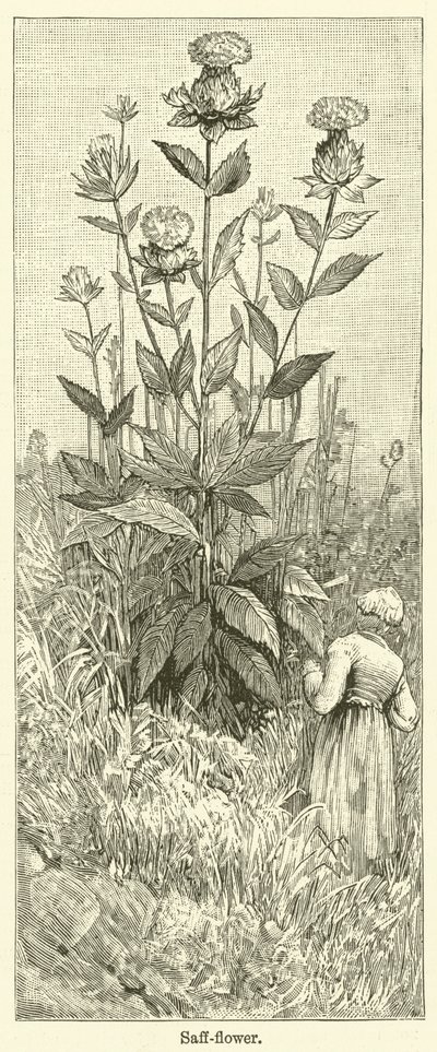 Safranblume von English School