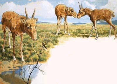 Saiga-Antilope von English School