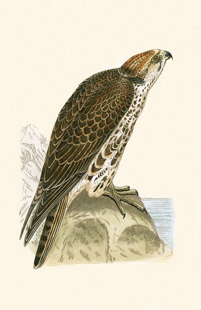 Sakerfalke, Illustration aus 