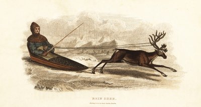 Sami-Lappländer in einem von einem Rentier gezogenen Schlitten, Rangifer tarandus von English School