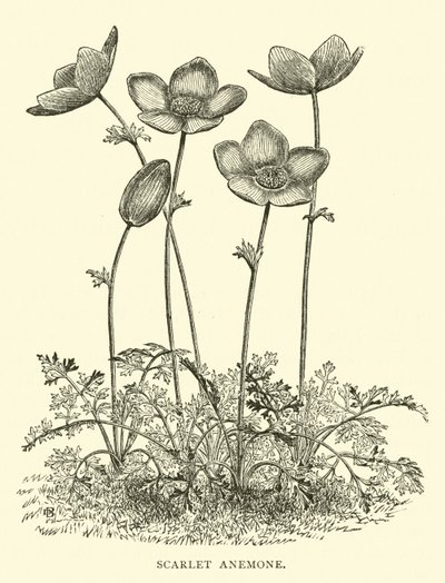 Scharlachrote Anemone von English School