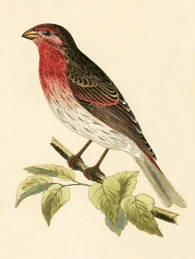 Scharlachroter Gimpel, Illustration aus 