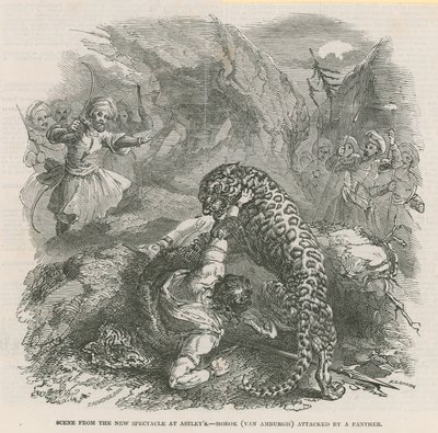 Szene aus dem neuen Spektakel in Astleys - Morok (Van Amburgh) wird von einem Panther angegriffen von English School