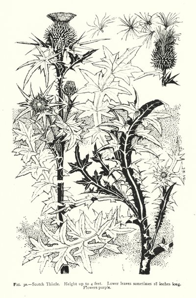 Schottische Distel; Höhe bis zu 4 Fuß; Untere Blätter manchmal 18 Zoll lang; Blüten lila (Stich) von English School