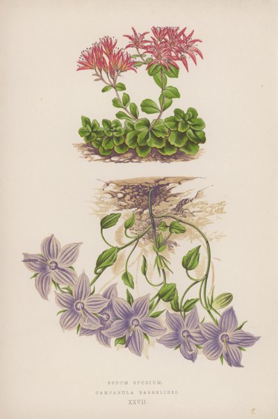 Sedum Spurium; Campanula Barrelieri von English School