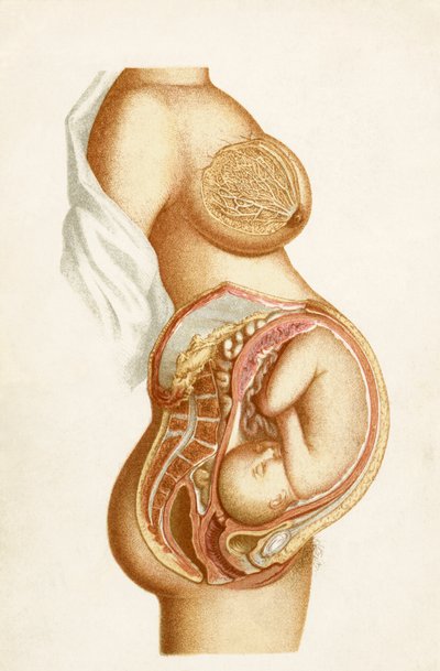 Halbdiagrammatischer Schnitt einer Vollzeitschwangerschaft, der die Position des Fötus im Uterus zeigt, aus dem Handbuch der Geburtshilfe, veröffentlicht 1889 von English School