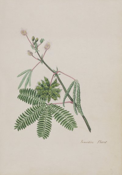 Empfindliche Pflanze, Illustration aus einem Album von Gedichten, ca. 1828 von English School
