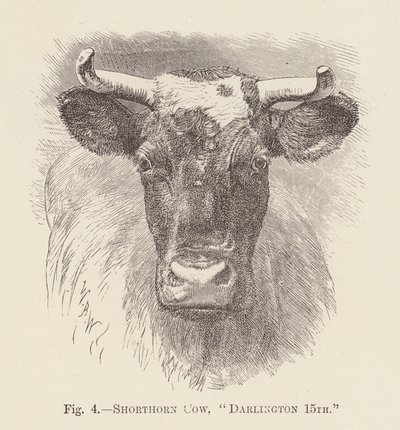 Shorthorn-Kuh, "Darlington 15." von English School