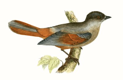 Sibirischer Jay, Illustration aus 