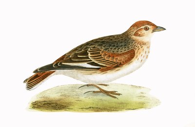 Sibirische Lerche, Illustration aus 