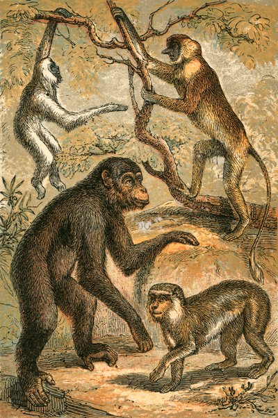 Silbergibbon, Nasenaffe, Schimpanse und Berberaffe von English School