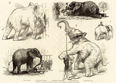 Skizzen von Jumbo, dem afrikanischen Elefanten, im Zoologischen Garten von English School