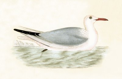 Schmalschnabelmöwe, Illustration aus 