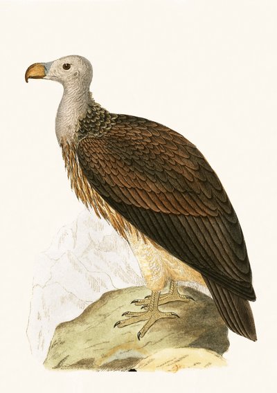 Geselliger Geier, Illustration aus 