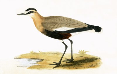 Sozialregenpfeifer, Illustration aus 