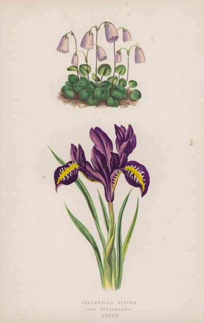 Soldanella Minima; Iris Reticulata von English School