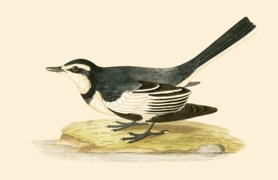 Trauerbachstelze, Illustration aus 