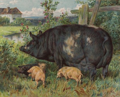 Sau und Ferkel von English School