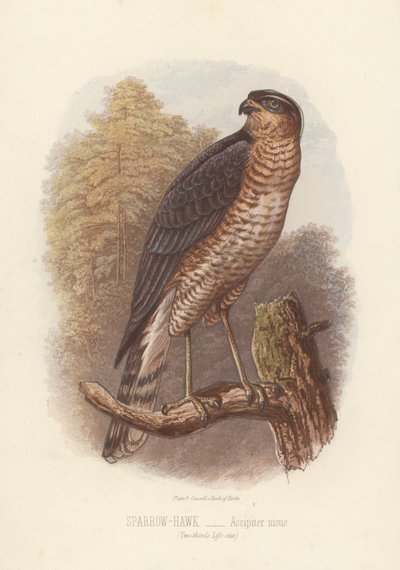 Sperber, Accipiter Nisus (Farblithografie) von English School