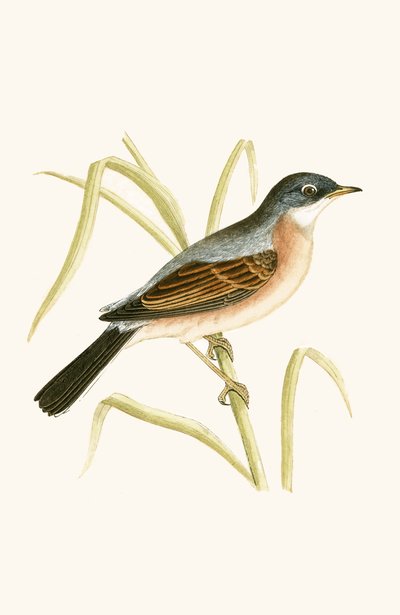 Brillengrasmücke, Illustration aus 