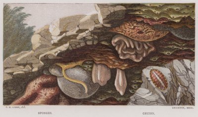 Schwämme, Chiton von English School