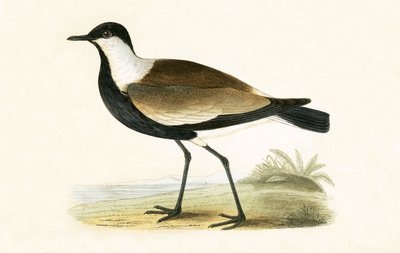 Spornkiebitz, Illustration aus 
